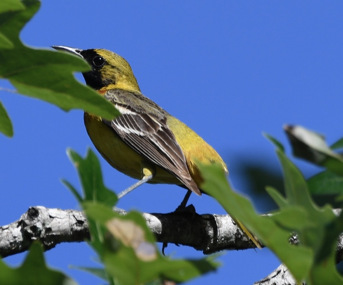 Orchard Oriole - ML620718376