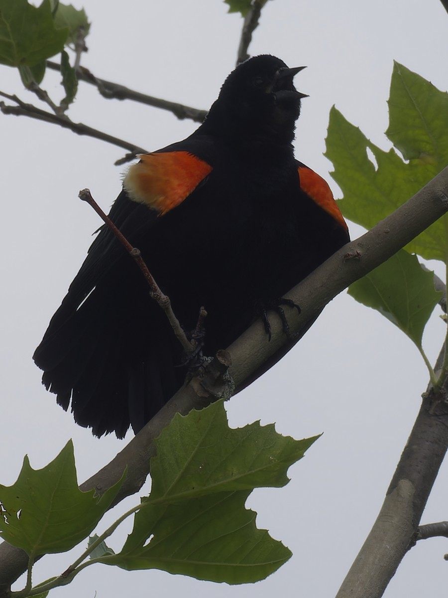 Red-winged Blackbird - ML620718378