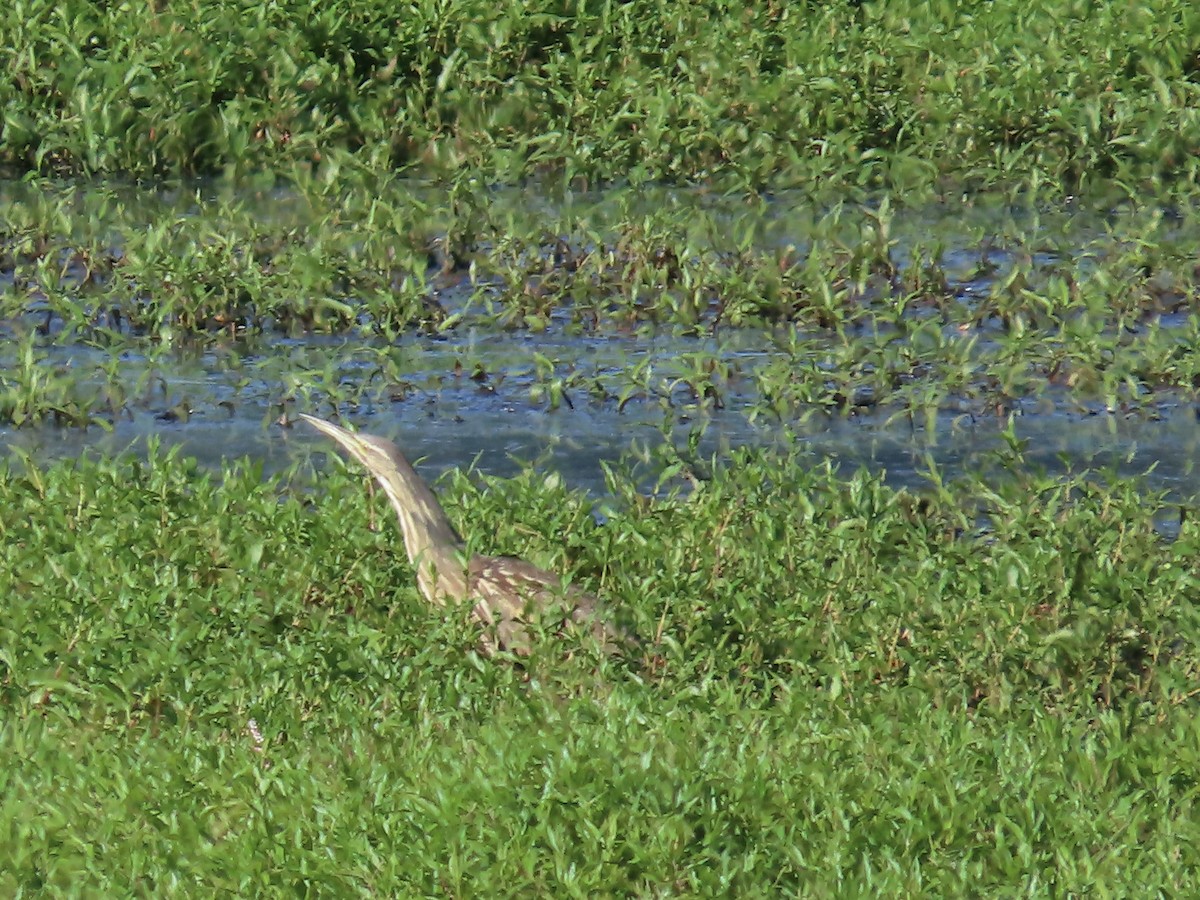 American Bittern - ML620718382