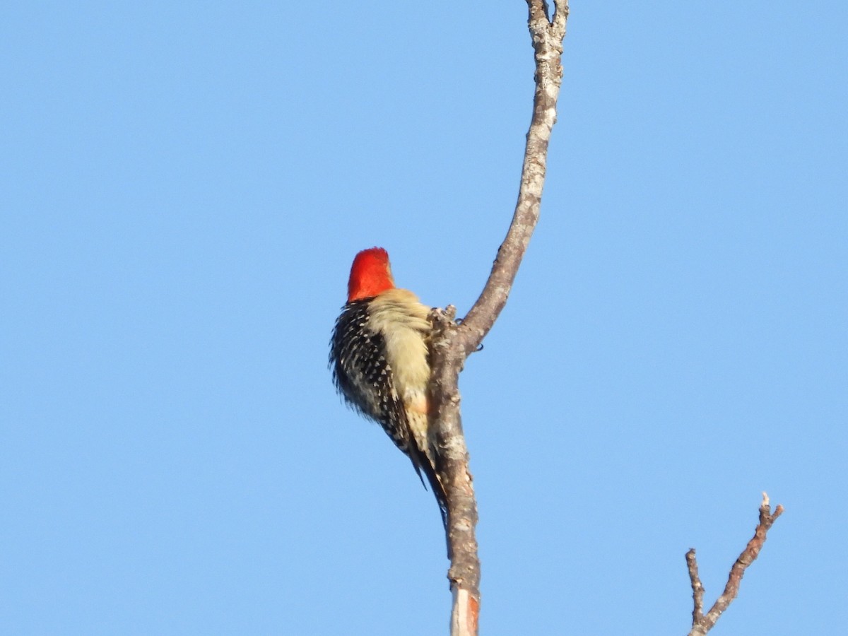 Red-bellied Woodpecker - ML620718383