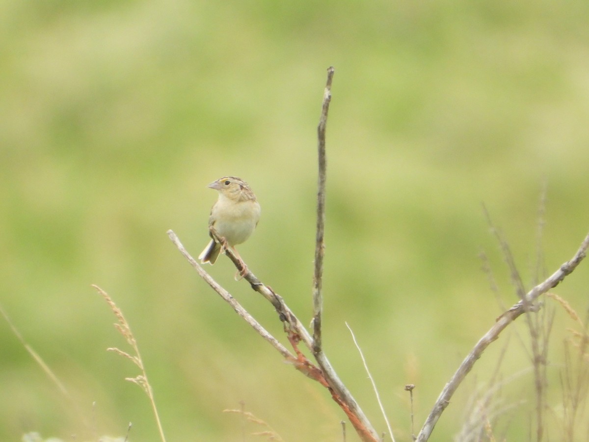 Grasshopper Sparrow - ML620718388