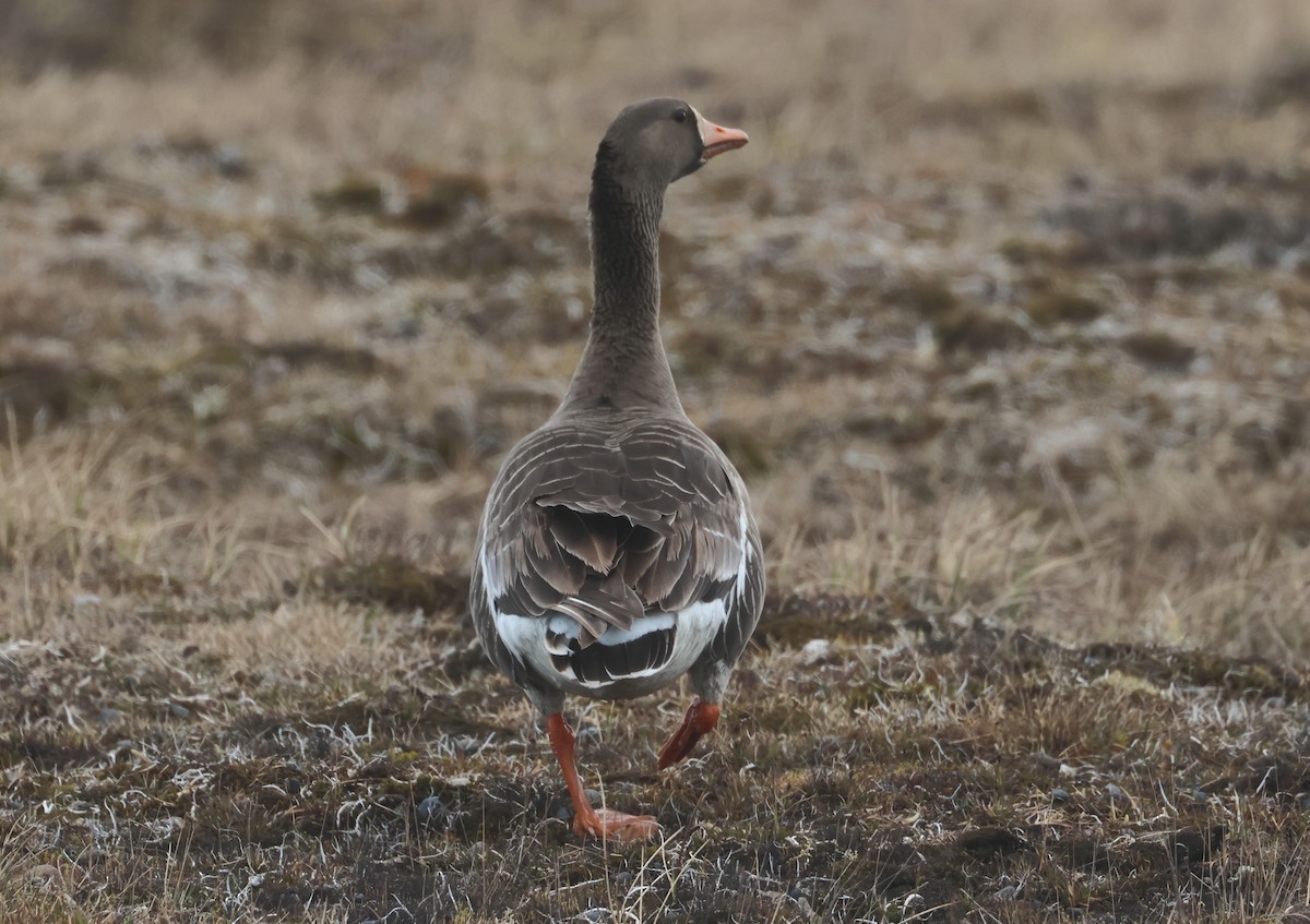 Greater White-fronted Goose - ML620718391
