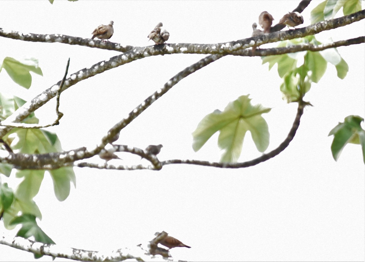 Ruddy Ground Dove - ML620718414