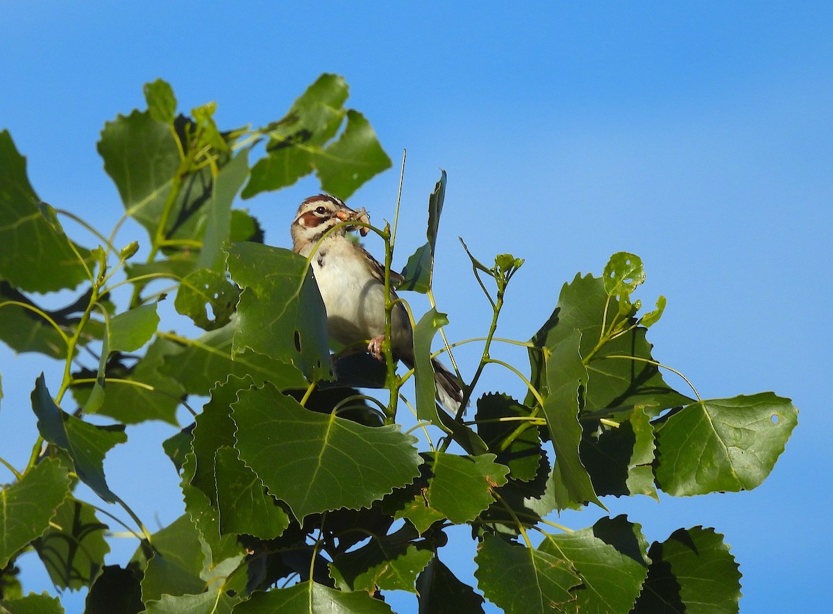 Lark Sparrow - ML620718417