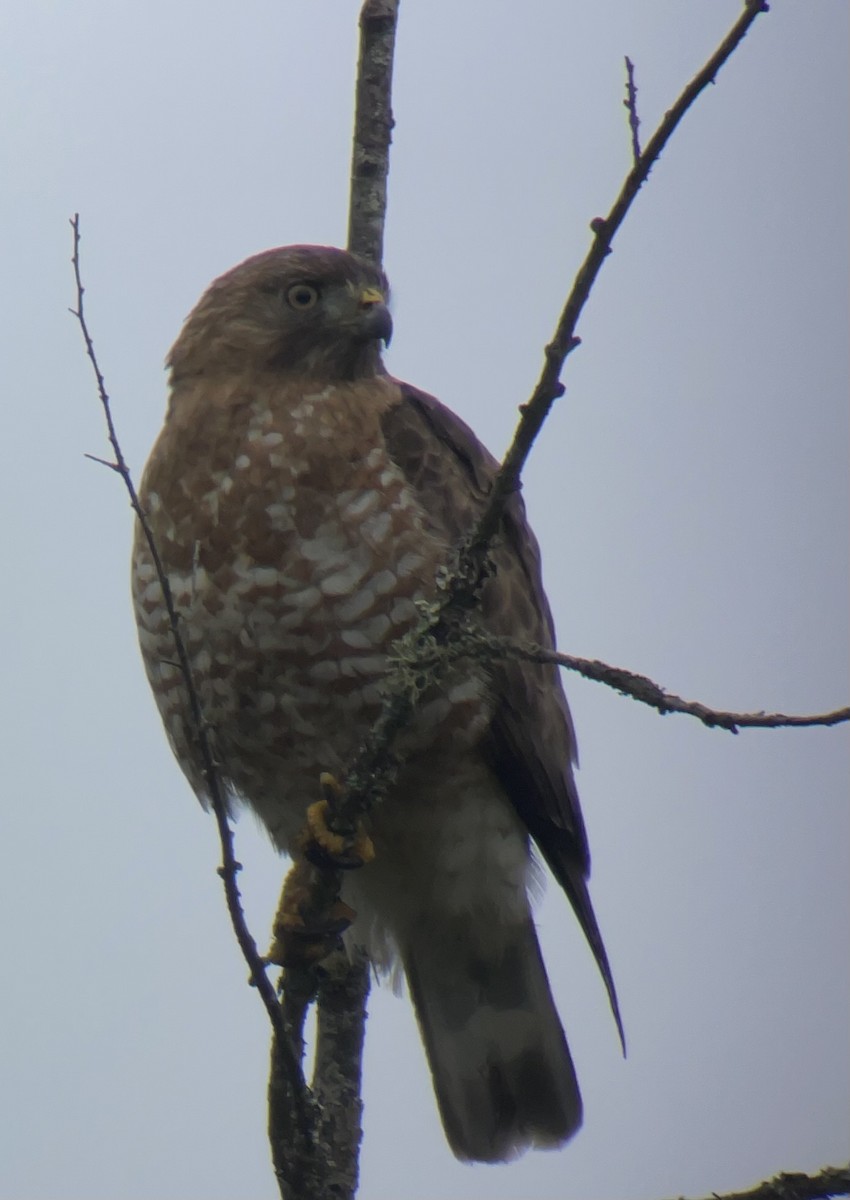 Broad-winged Hawk - ML620718418