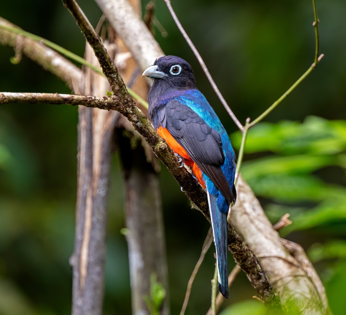 Trogon de Baird - ML620718419