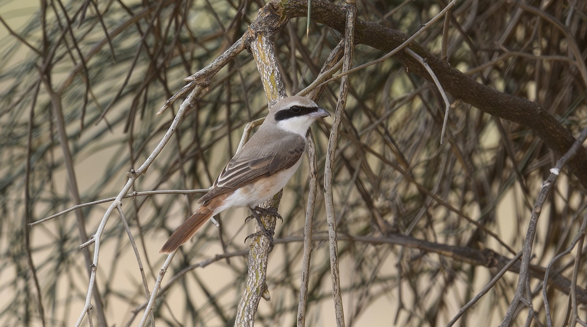 Red-tailed Shrike - ML620718420