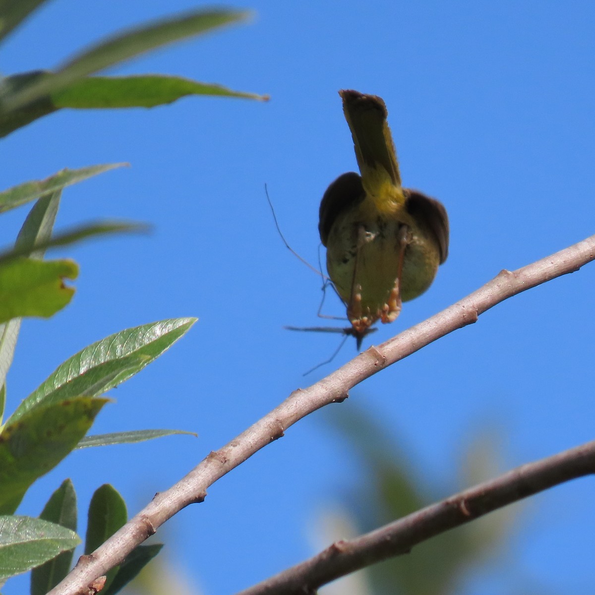 Common Yellowthroat - ML620718421