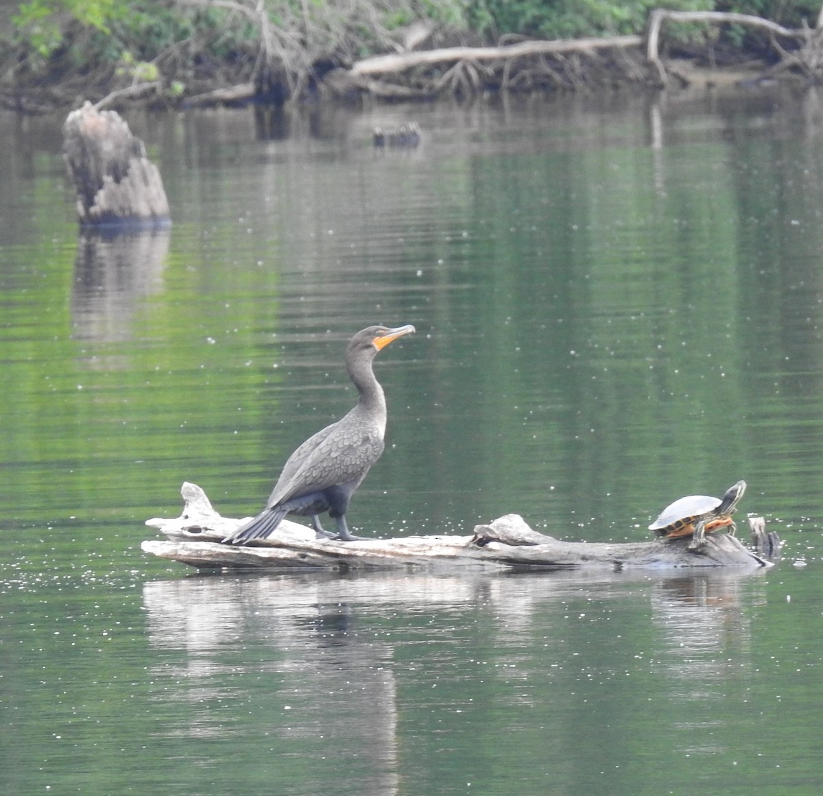 Cormoran à aigrettes - ML620718422