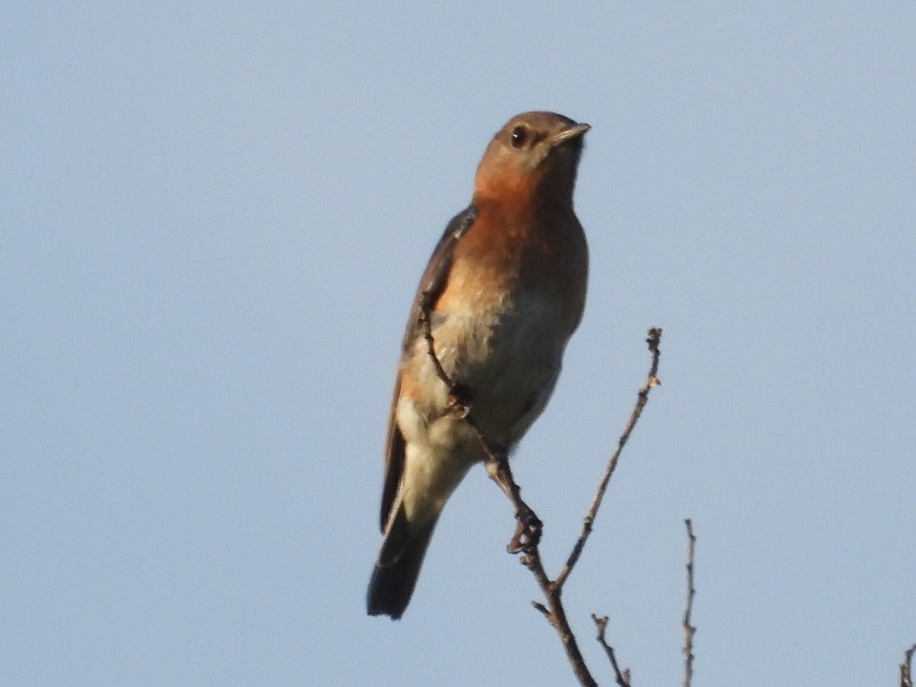 Eastern Bluebird - ML620718423