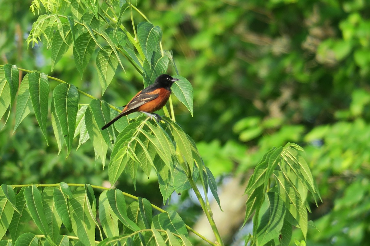 Orchard Oriole - ML620718424
