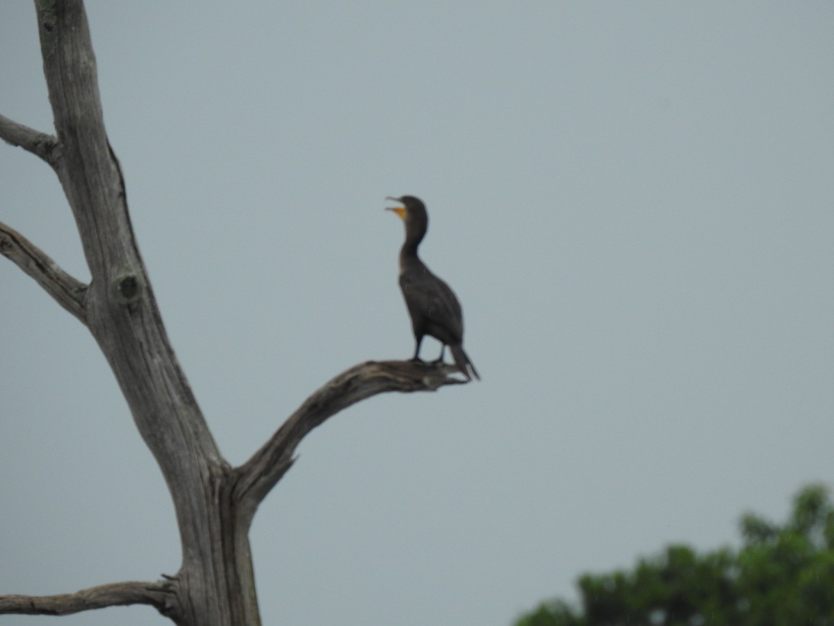 Cormoran à aigrettes - ML620718425