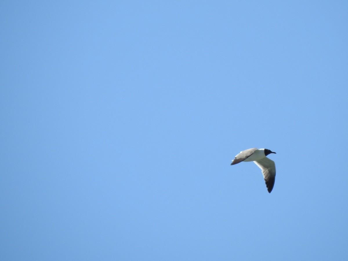 Mouette atricille - ML620718426