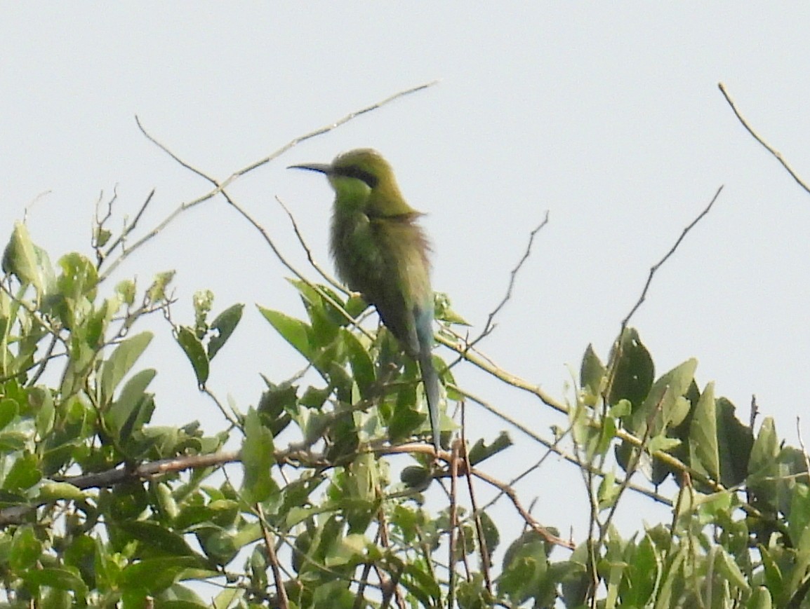 Swallow-tailed Bee-eater - ML620718427