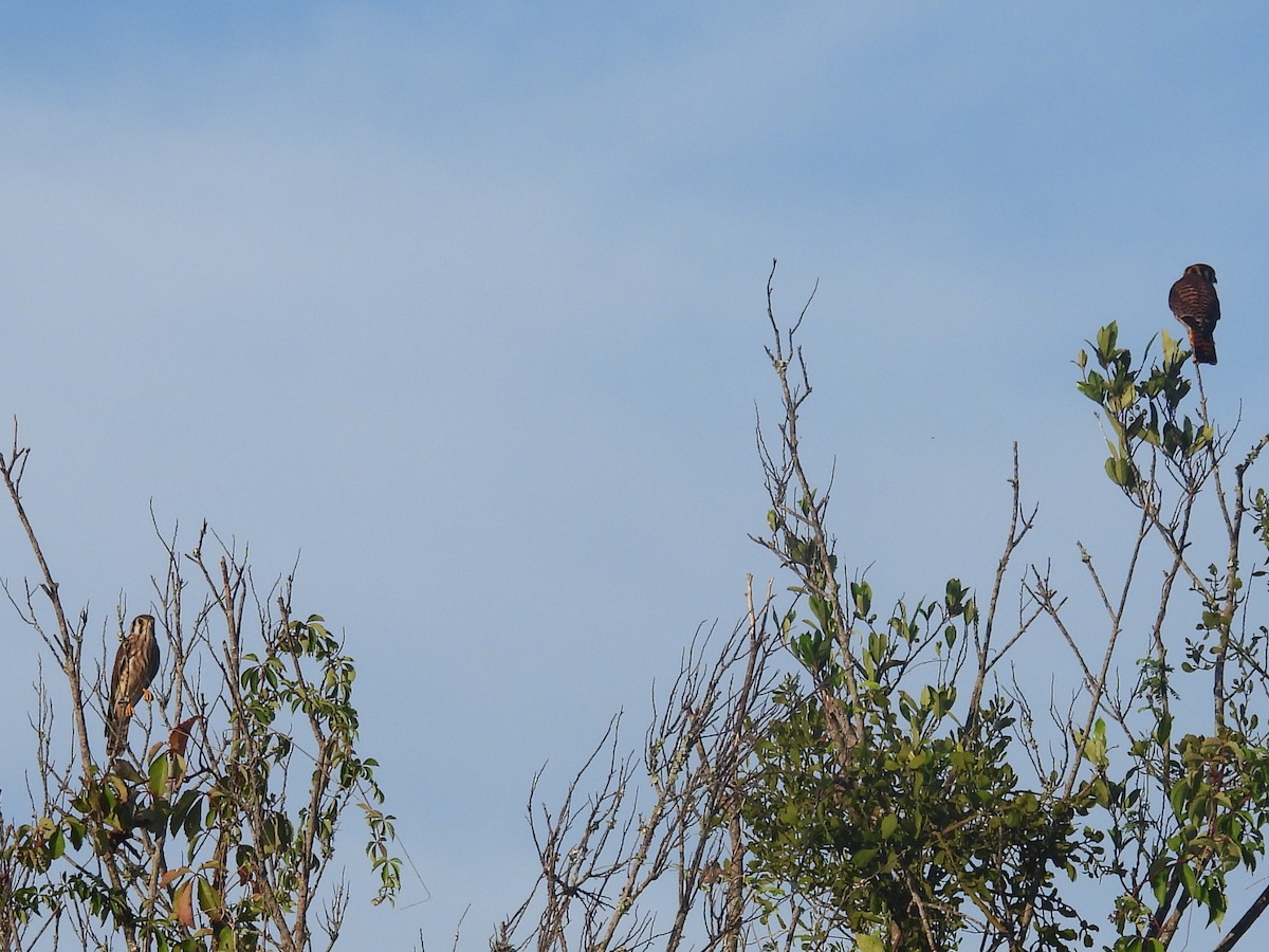 American Kestrel - Bonnie Brown