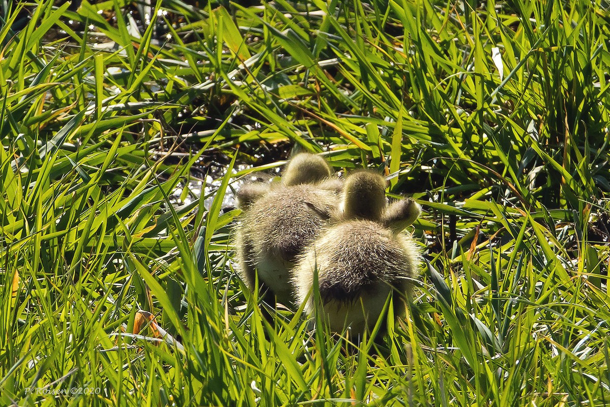 Canada Goose - ML620718429