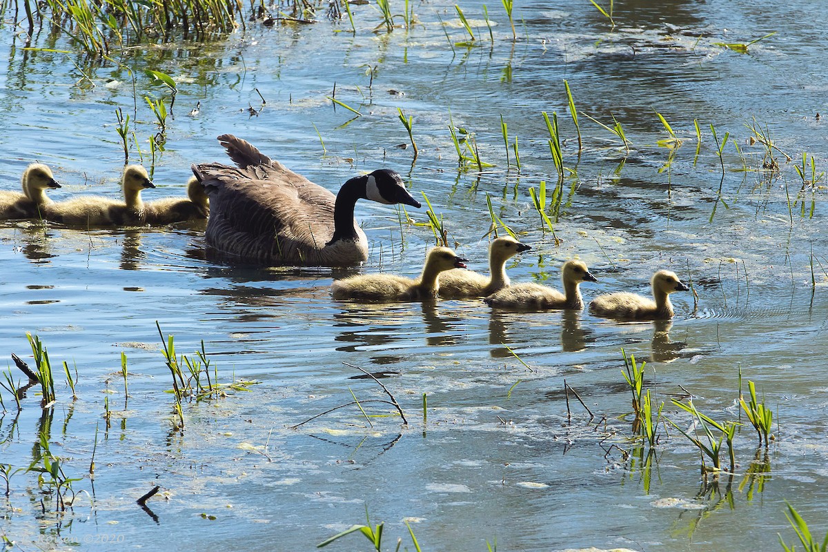 Canada Goose - ML620718431