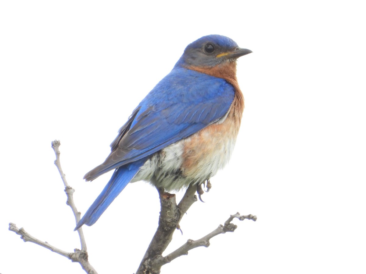 Eastern Bluebird - Matthew Buell