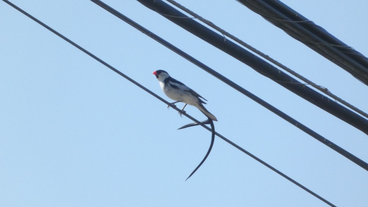 Pin-tailed Whydah - ML620718434