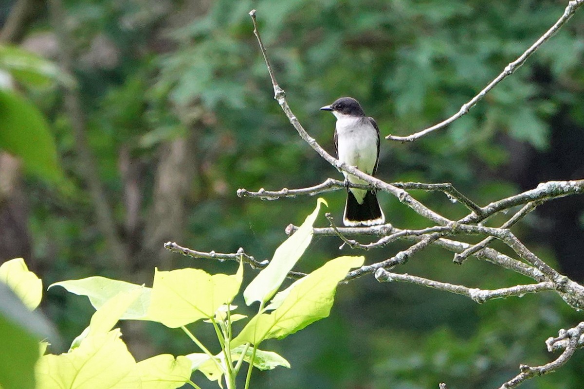 Eastern Kingbird - ML620718436