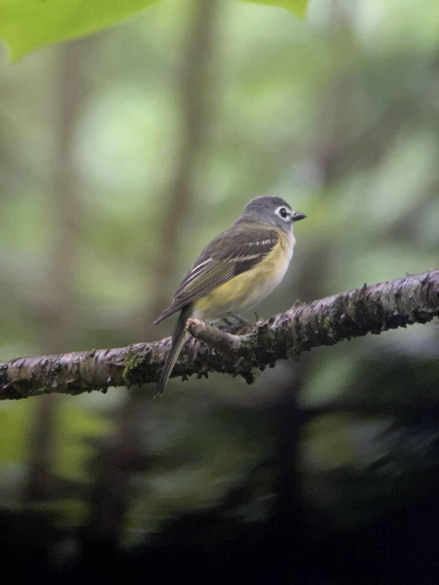 Blue-headed Vireo - ML620718437