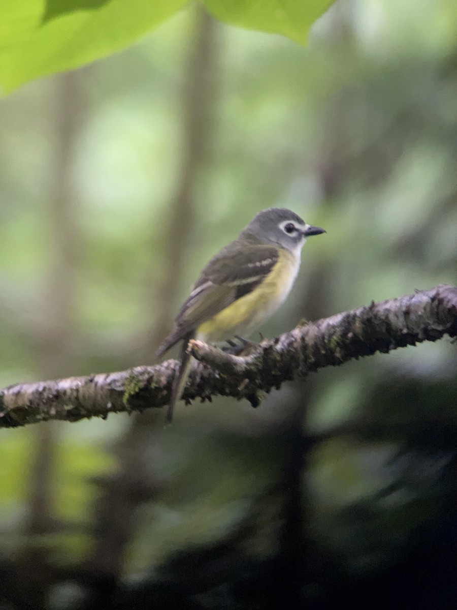 Blue-headed Vireo - Stephen Bruneau