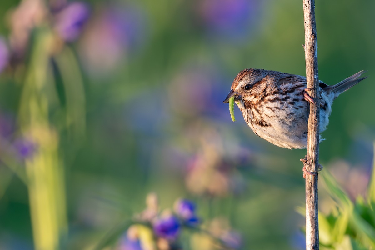 Song Sparrow - ML620718440