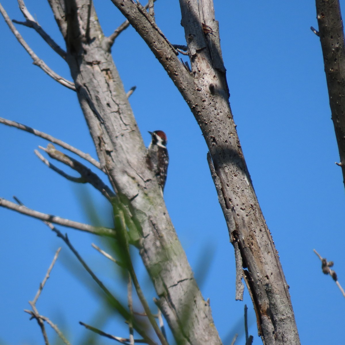 Nuttall's Woodpecker - ML620718442