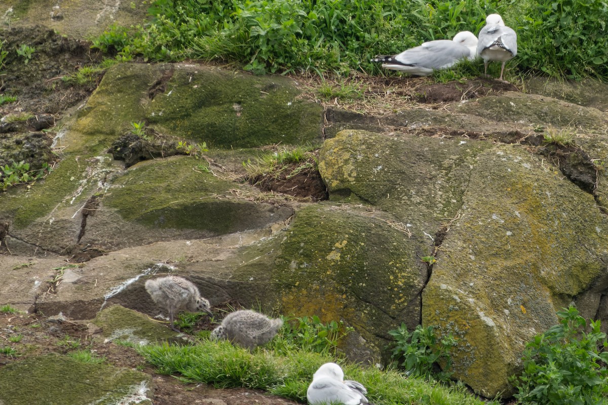 Herring Gull - ML620718443