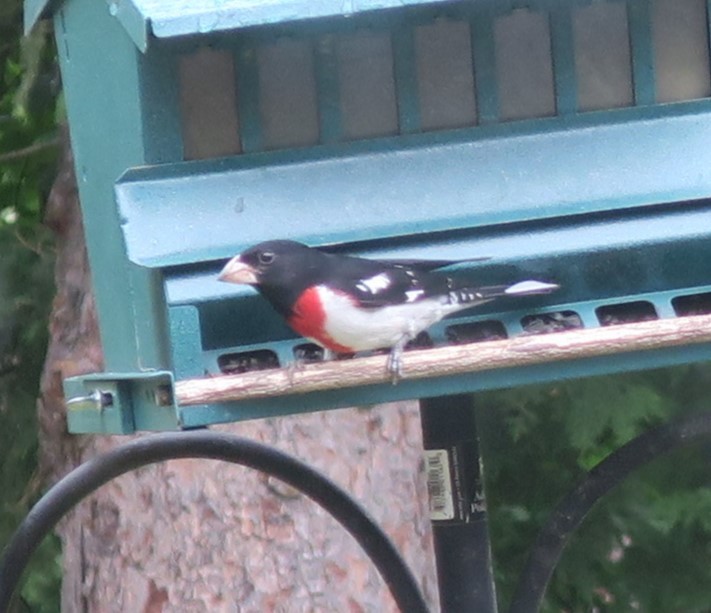 Rose-breasted Grosbeak - ML620718445