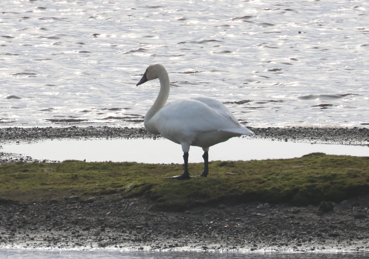 Cygne siffleur - ML620718446