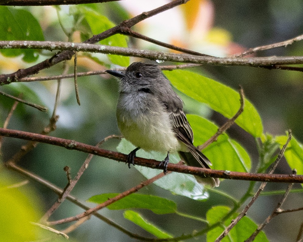 Pale-edged Flycatcher - Mike Yough