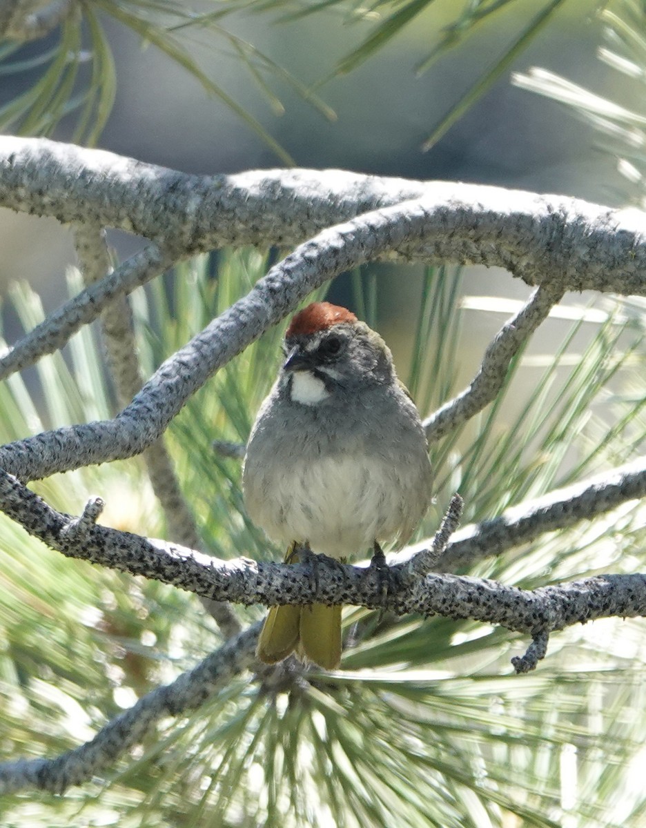 Green-tailed Towhee - ML620718450