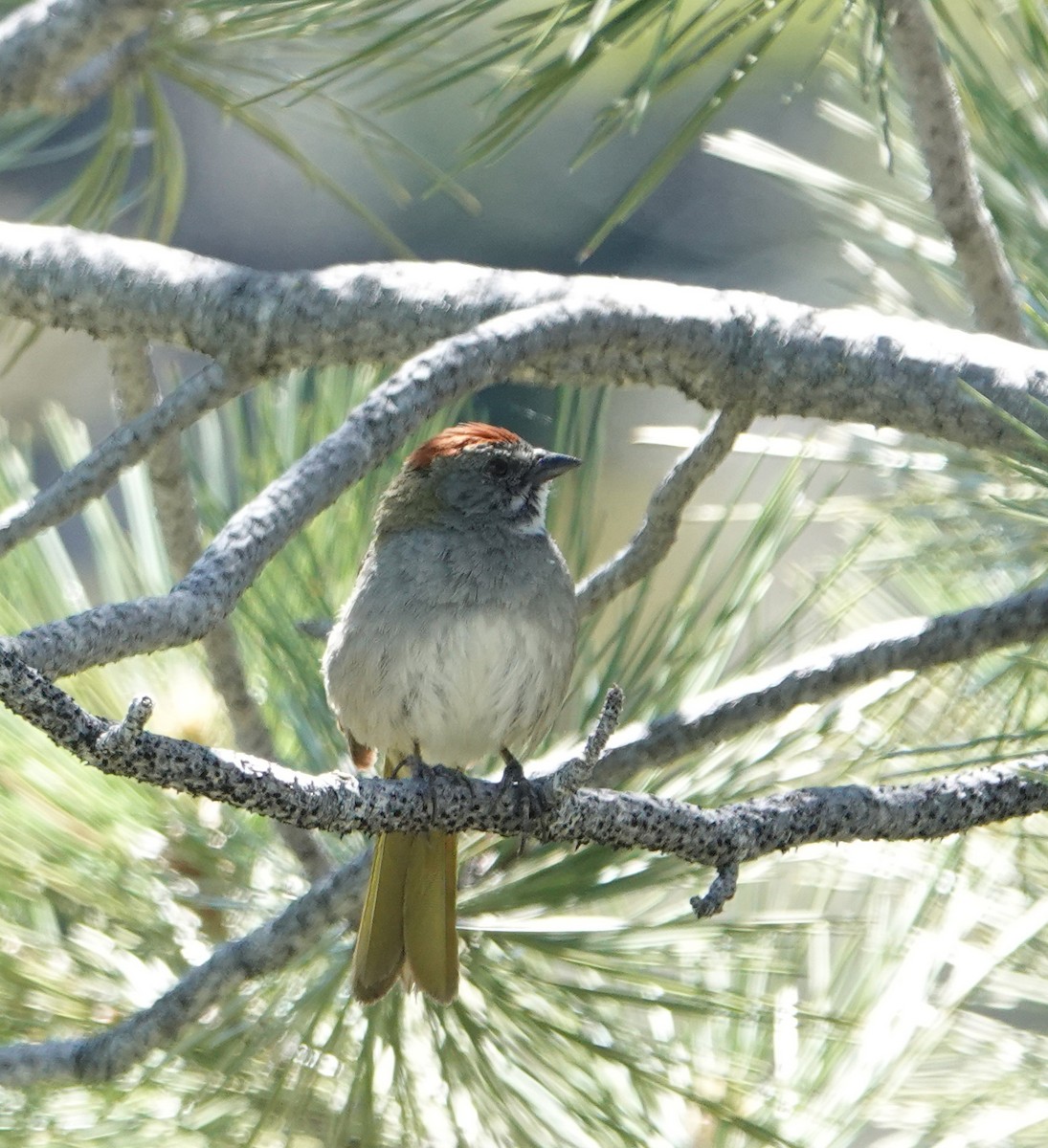 Green-tailed Towhee - ML620718451