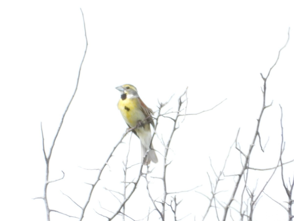 Dickcissel - ML620718453