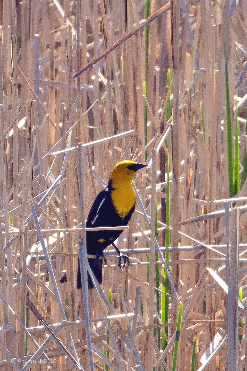 Yellow-headed Blackbird - ML620718454