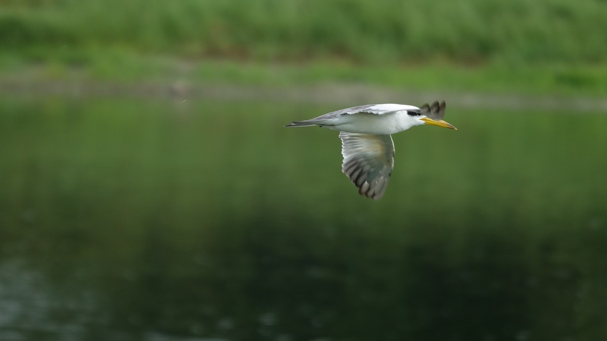 Large-billed Tern - MICHELLE perez