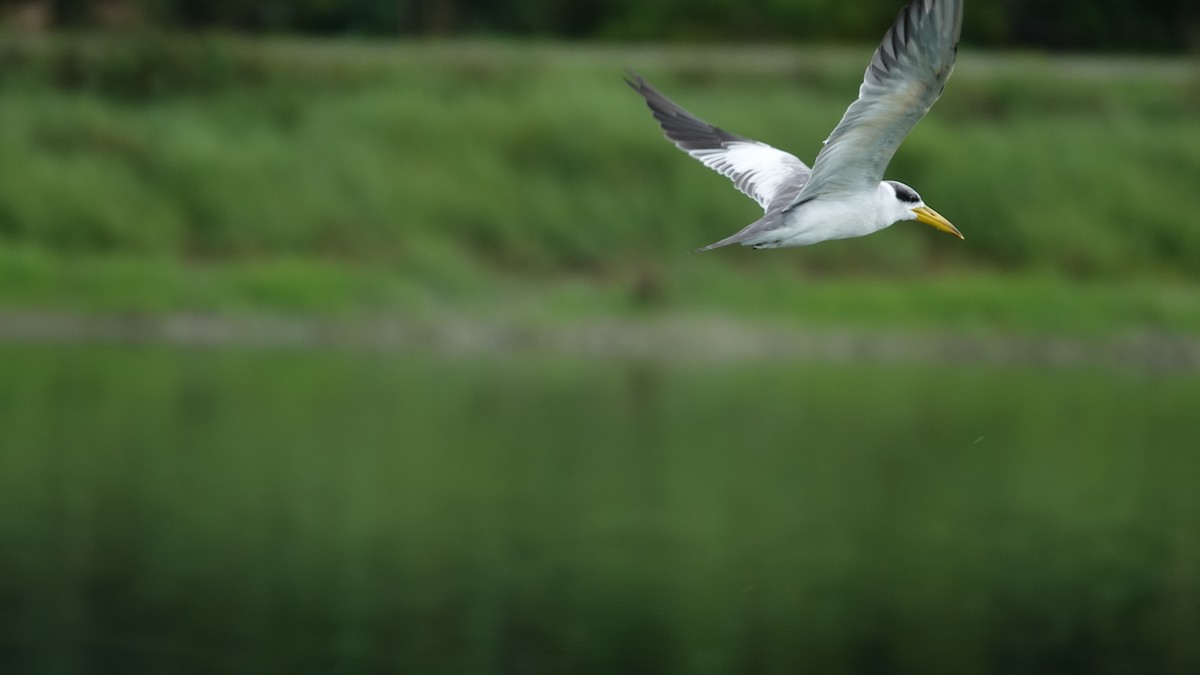 Large-billed Tern - MICHELLE perez