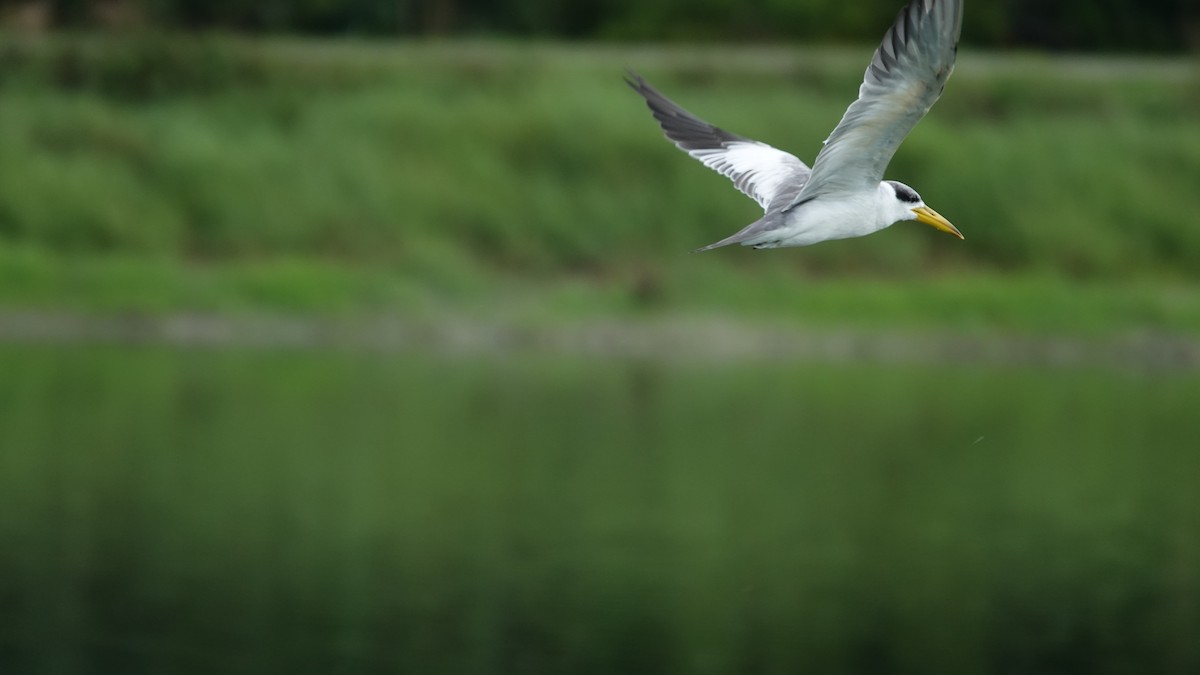 Large-billed Tern - ML620718456