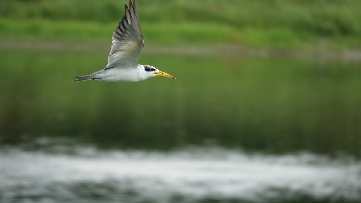 Large-billed Tern - ML620718458