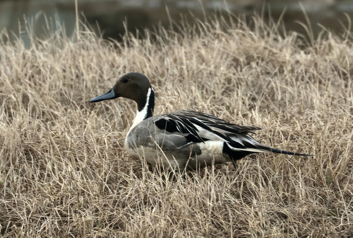 Northern Pintail - ML620718459