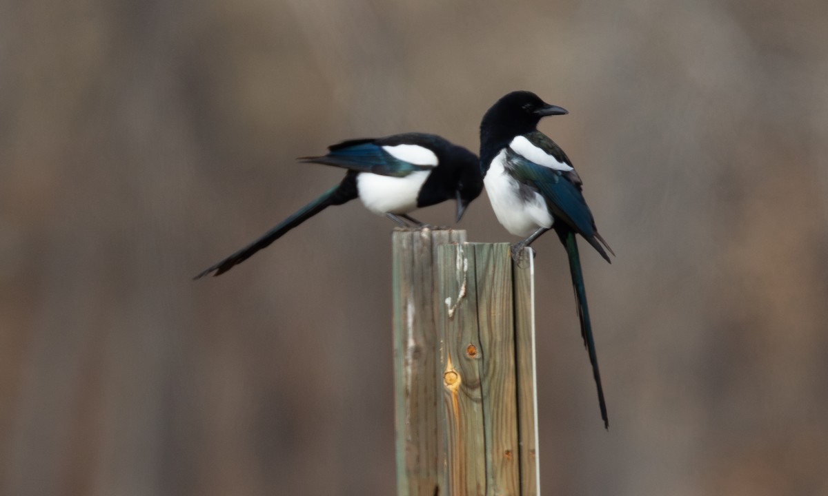 Black-billed Magpie - ML620718461