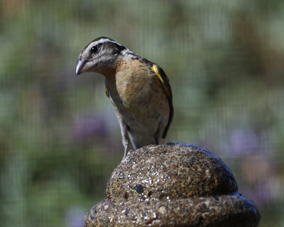 Black-headed Grosbeak - Linda Dalton