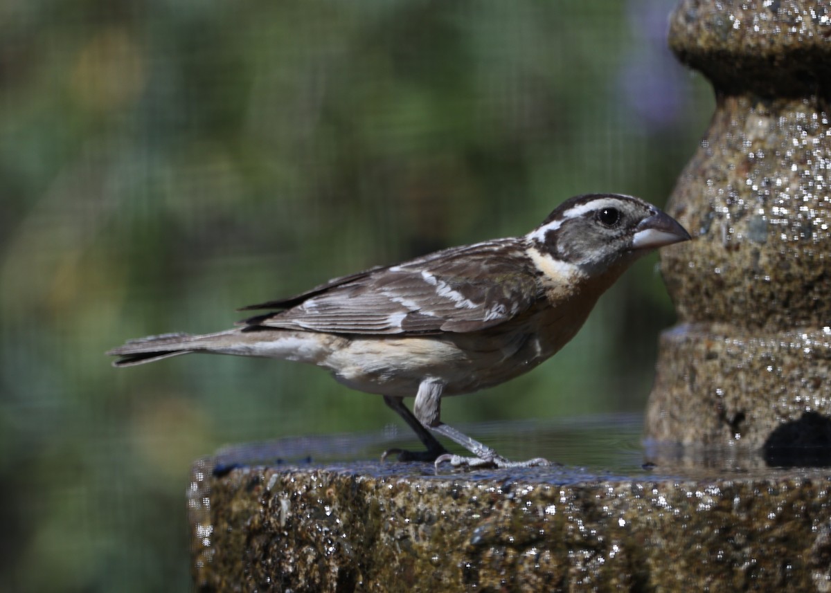 Black-headed Grosbeak - ML620718463