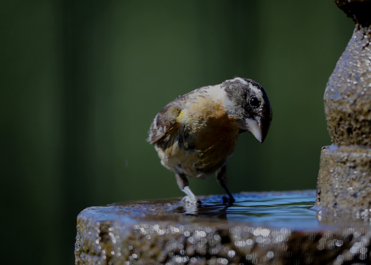 Black-headed Grosbeak - ML620718464