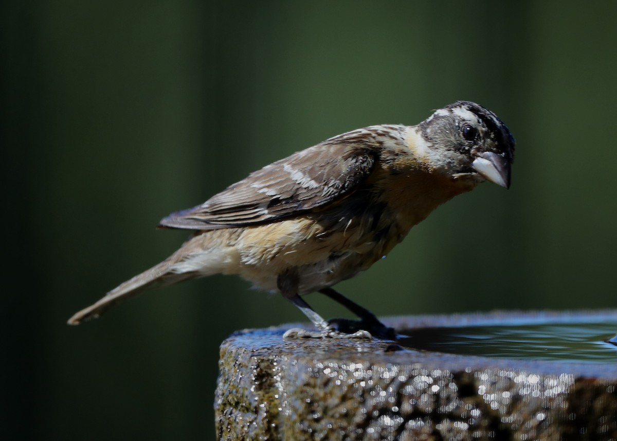 Black-headed Grosbeak - ML620718465