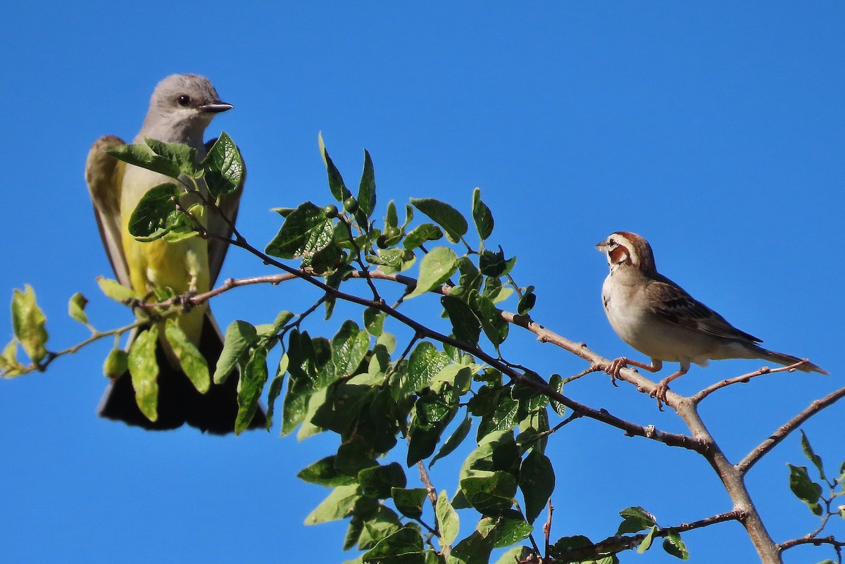 Western Kingbird - ML620718466