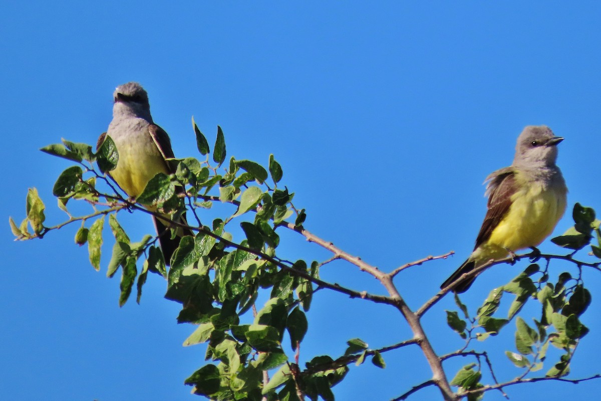 Western Kingbird - ML620718467