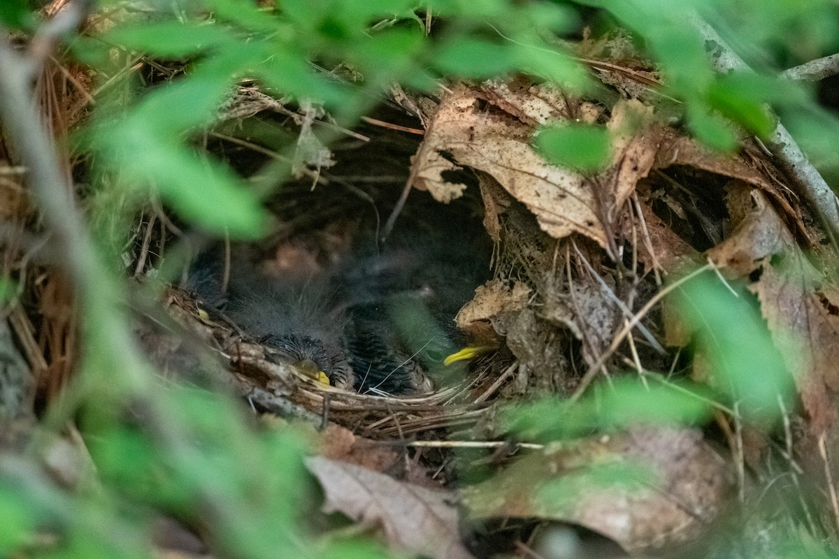 Ovenbird - Court Harding