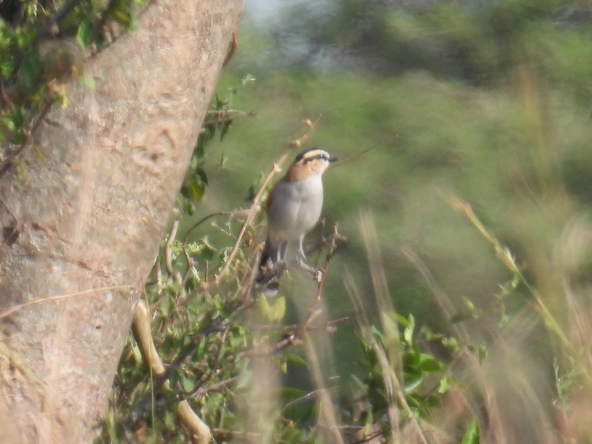 Black-crowned Tchagra - ML620718469